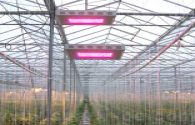 Eneltec Landwirtschaft LED-Beleuchtung Markt gehen
