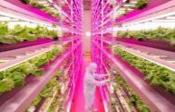 LED-Beleuchtung reduziert Energiepflanzenfabrik