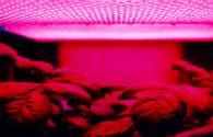 Rote LED zur Erhöhung der Pflanzenmasse